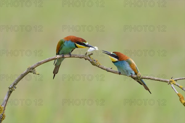 European bee-eaters