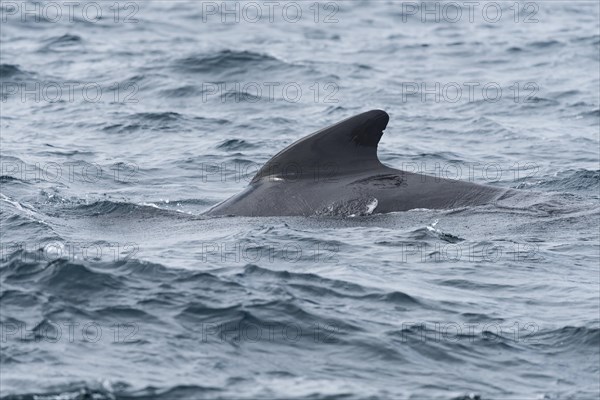 Long-finned pilot whale