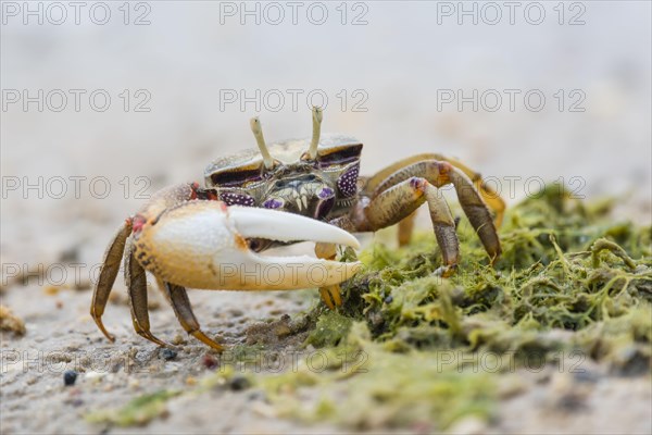 Male European fiddler crab