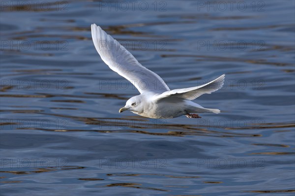 Icelandic gull