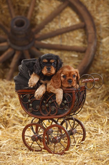 Cavalier King Charles Spaniel