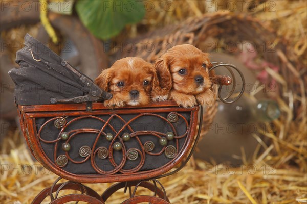 Cavalier King Charles Spaniel