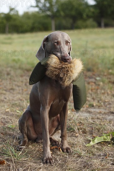 Weimaraner