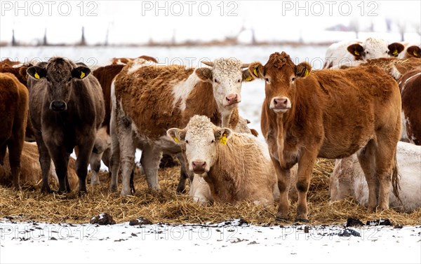 Simmental cattle