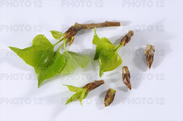 Black poplar