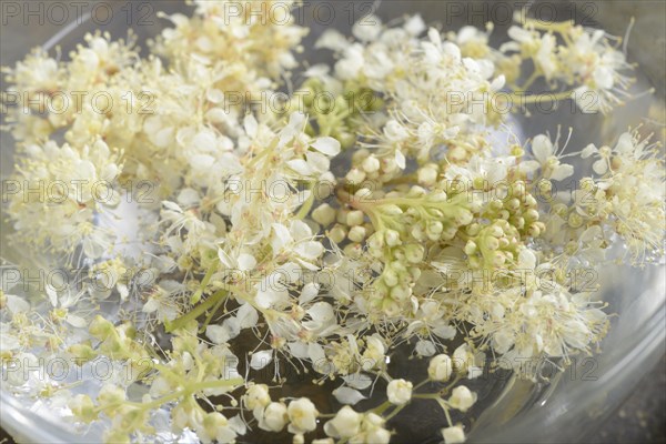 Meadowsweet essence