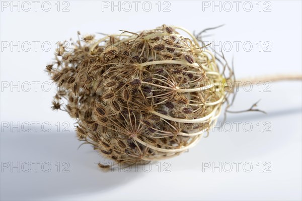 Wild carrot