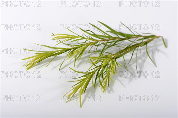 Tea tree