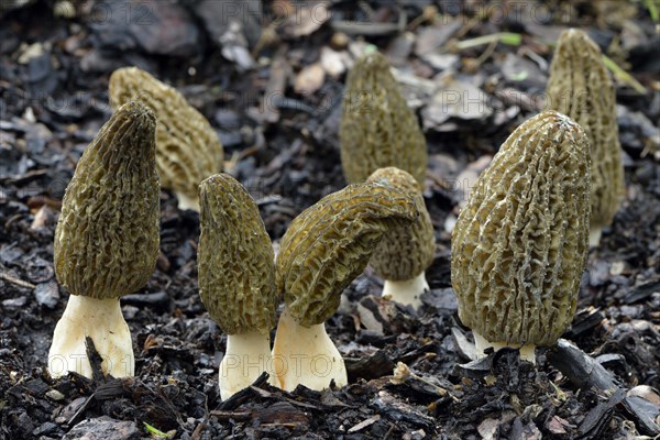 Black morel