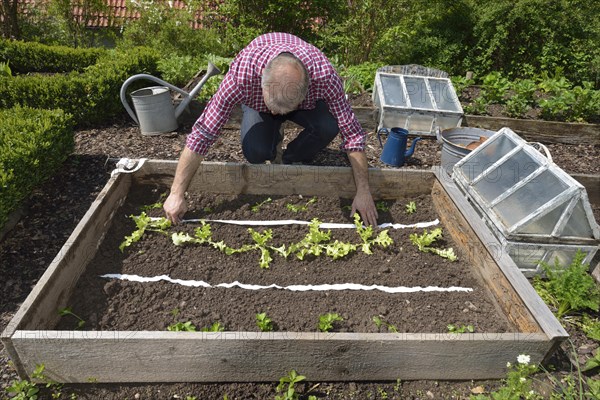 Planting vegetable patch with seed tape