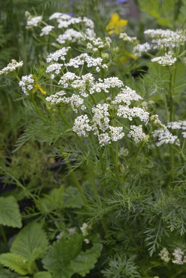 Caraway