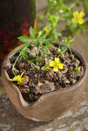 Potentilla erecta