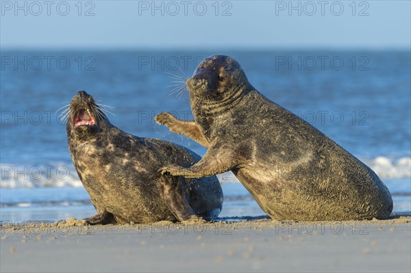 Grey Seal