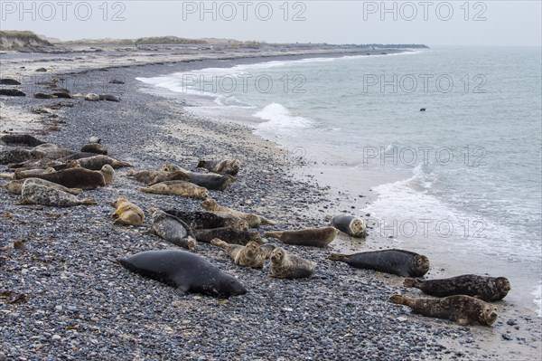 Grey Seal