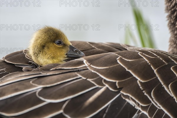 Greylag goose