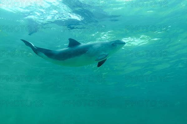 Harbour porpoise