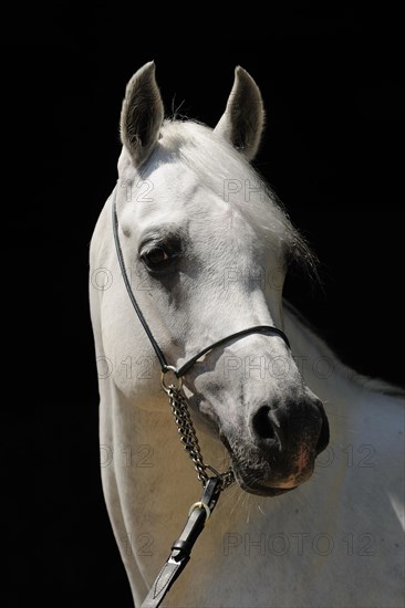 Arabian thoroughbred