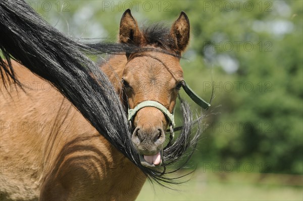 Arabian thoroughbred