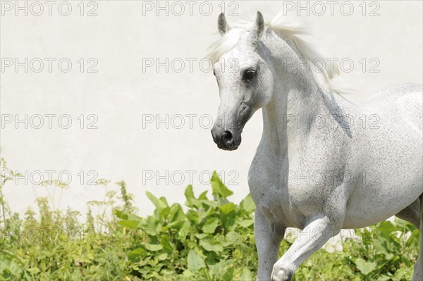 Arabian thoroughbred