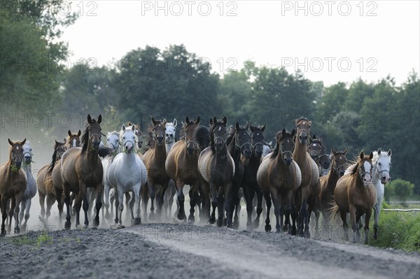 Arabian thoroughbred and Anglo-Arabian