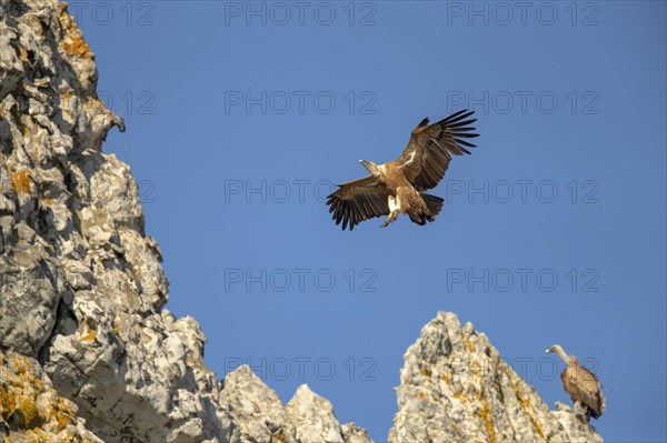 Griffon vulture