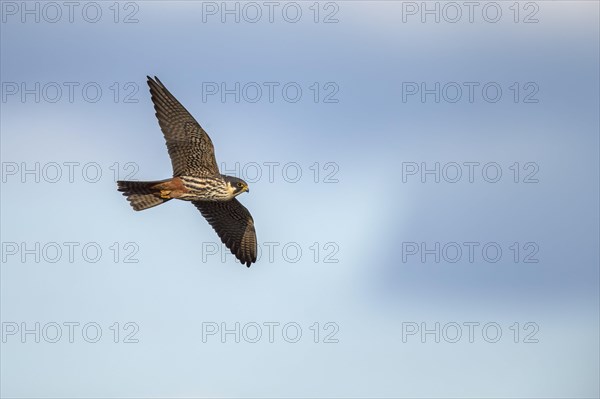 Red-footed Falcon