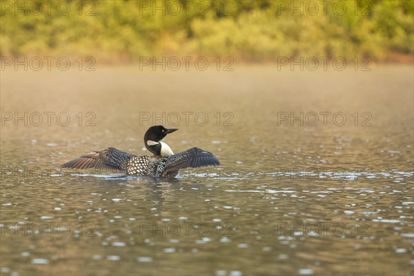 Great Northern Diver