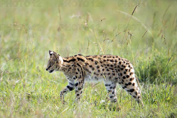 Serval