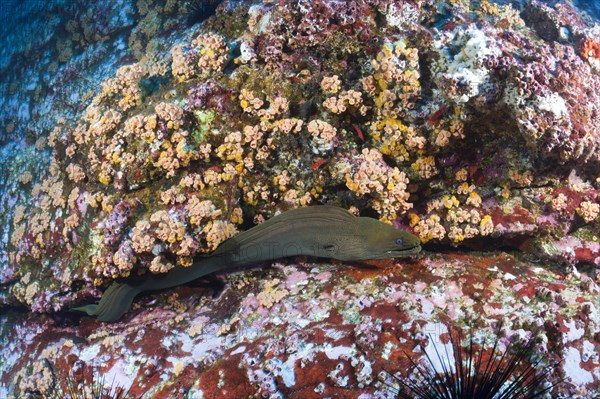 Panamic Green Moray Eel