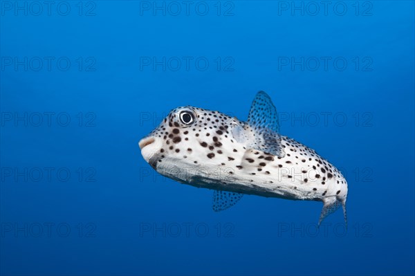 Common Porcupinefish