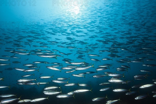 Swarm of the deep-sea round shell