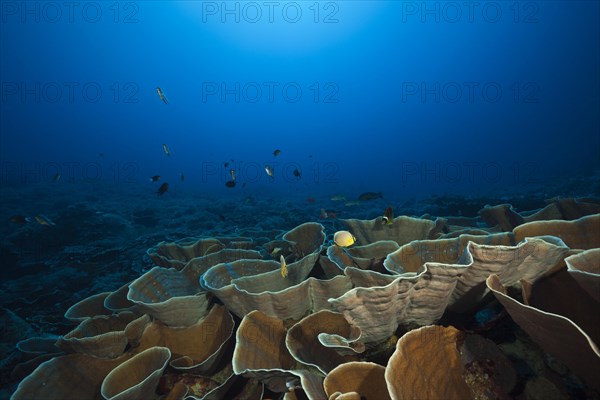 Squamate coral