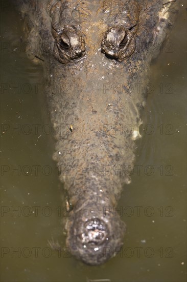 Freshwater crocodile