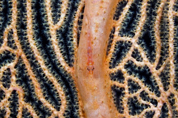 Gorgonian goby