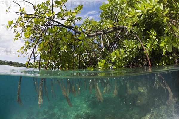 Stilt roots of a mangrove tree