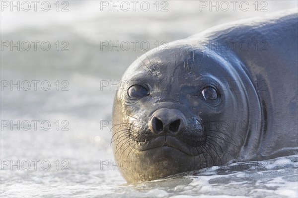 Sealion Island