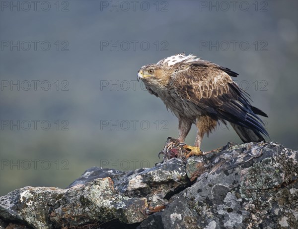 Bonelli's eagle