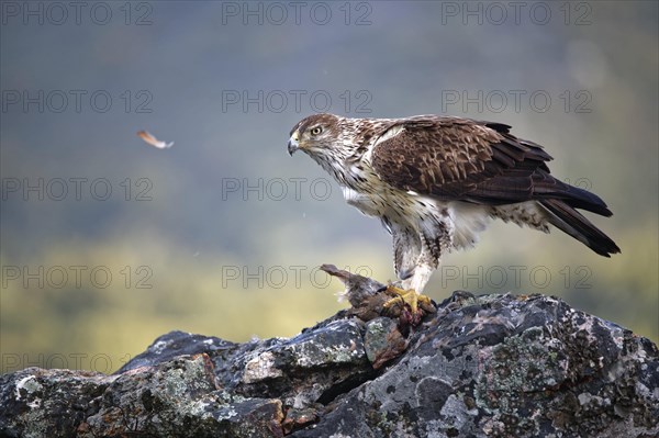 Bonelli's eagle