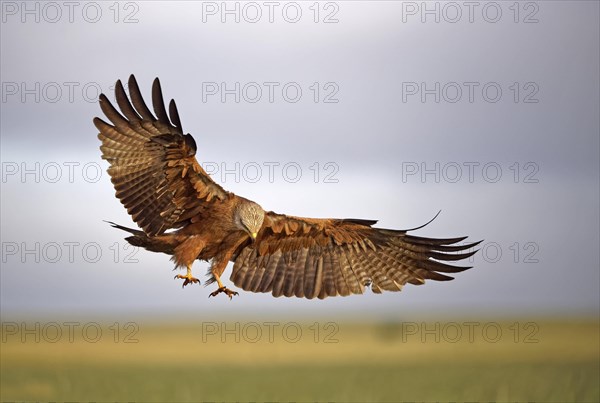 Black kite