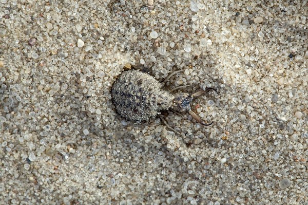 Ant lion in the sand