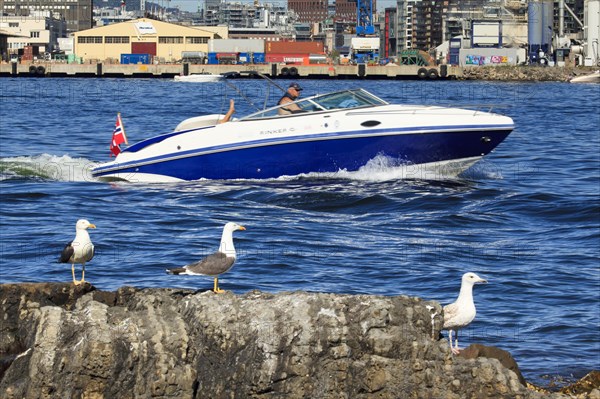 Seagulls in port of Oslo
