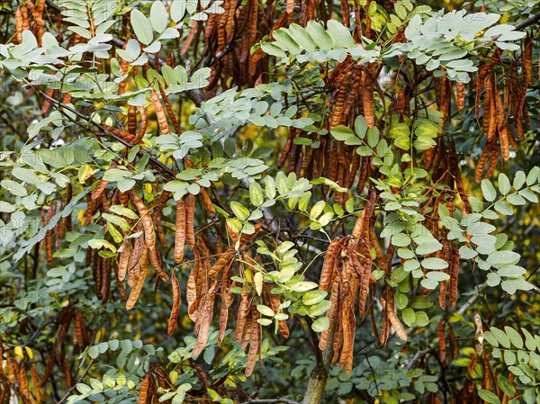 Black locust