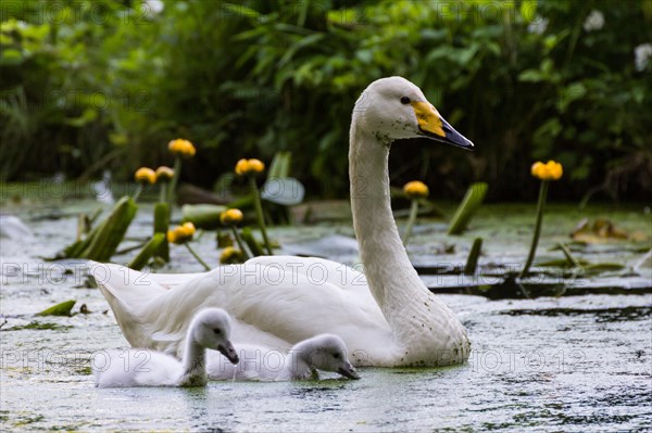 Whooper swan