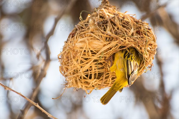 Southern Masked Weaver