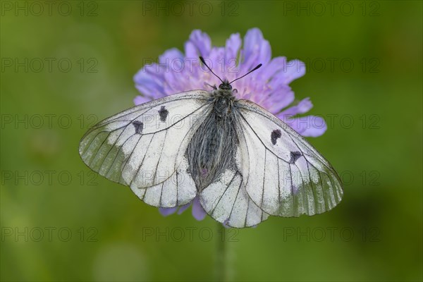 Male Black Apollo