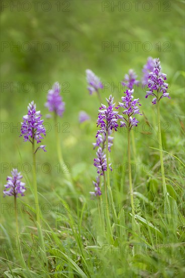 Military orchid