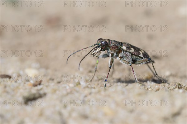 Dune Sand Beetle