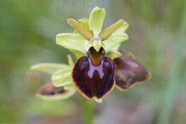 Large spiderwort