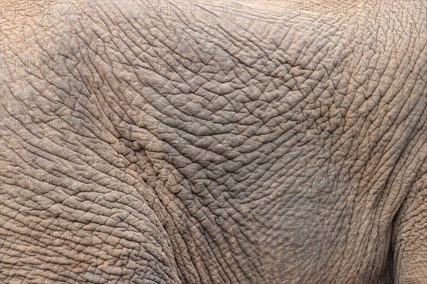 African elephant