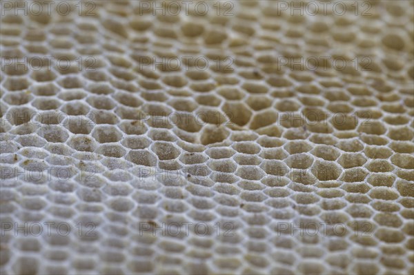 Artificial and emty honeycomb